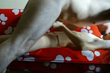 Live ABG Bispak Hotel Bintang Lima Viral - BokepAnime